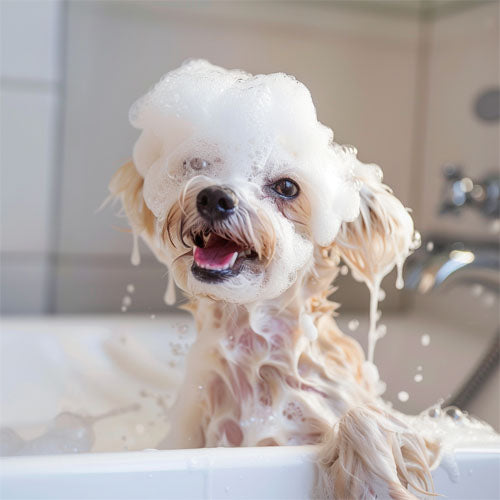 The Joy of Mobile Dog Grooming